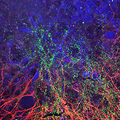 BMC Free image - Glial cells